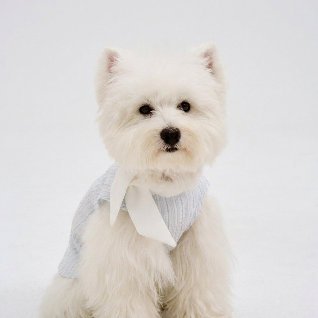 White small dog wearing a light blue striped dog shirt with a soft white tie collar, featuring cute small dog apparel and comfortable pet clothing for everyday style.