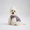 White small dog wearing a gray dog shirt, a soft and casual pet apparel piece designed for comfortable everyday dog clothing.