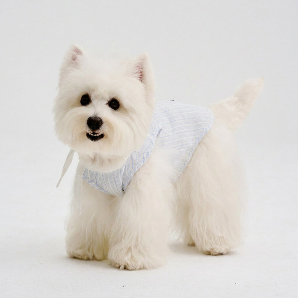 White small dog wearing a light blue striped dog shirt, featuring soft and breathable pet apparel for comfortable everyday dog clothing.
