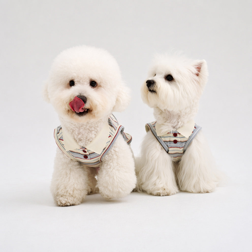 Two white small dogs wearing matching striped dog polo shirts, featuring soft pet apparel and casual dog clothes for everyday style.