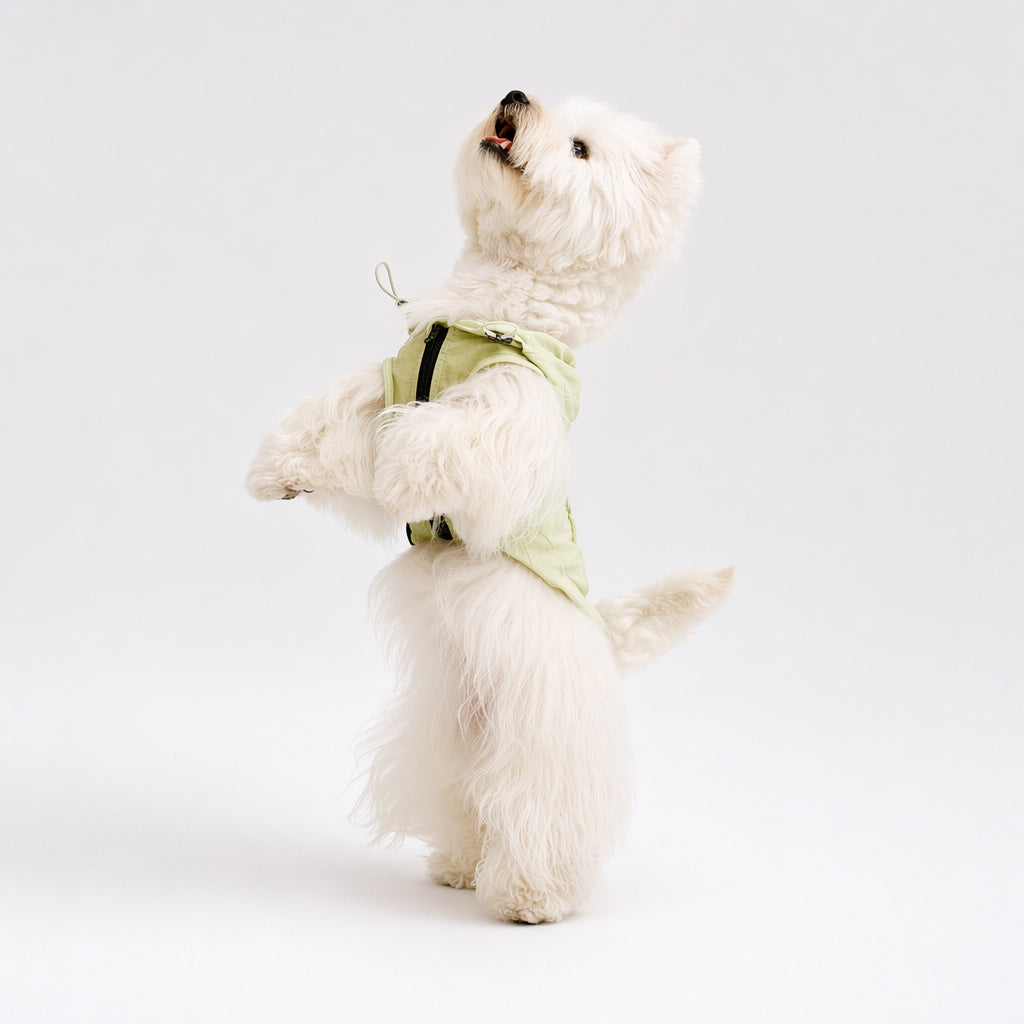 White small dog standing on its hind legs in a pale green dog sun jacket with a hood and drawcord details, featuring lightweight dog apparel for playful warm-weather outings.
