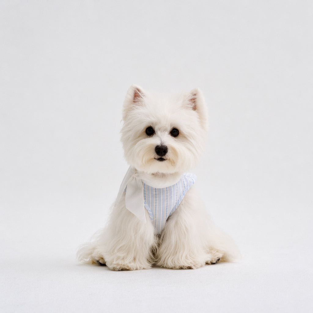 White small dog sitting in a light blue striped dog shirt with a soft white tie collar, featuring comfortable small dog apparel and cute pet clothing for everyday style.