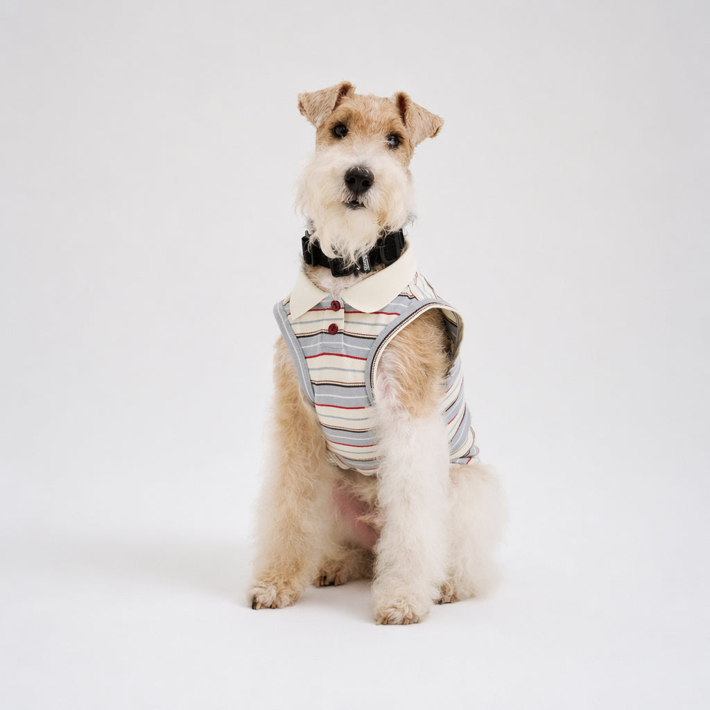 Tan and white terrier sitting in a studio wearing a striped sleeveless dog polo shirt with a white collar and button detail, featuring casual dog apparel for small pets.